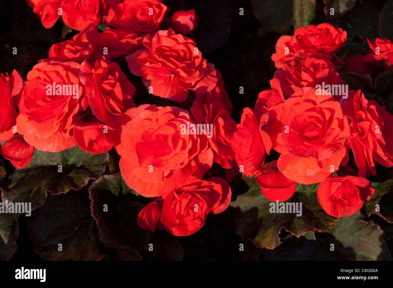 Solenia Begonia (Begonia Solenia Red Improved), red flowers. Stock Photo