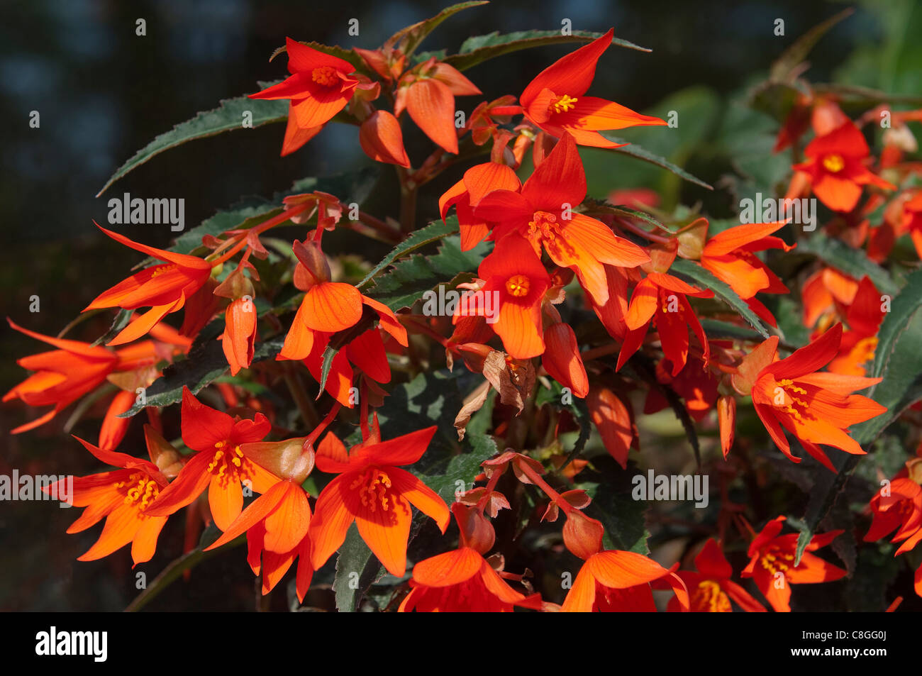 Bolivian Begonia (Begonia x boliviensis Crackling Fire Orange Red), orange flowers. Stock Photo
