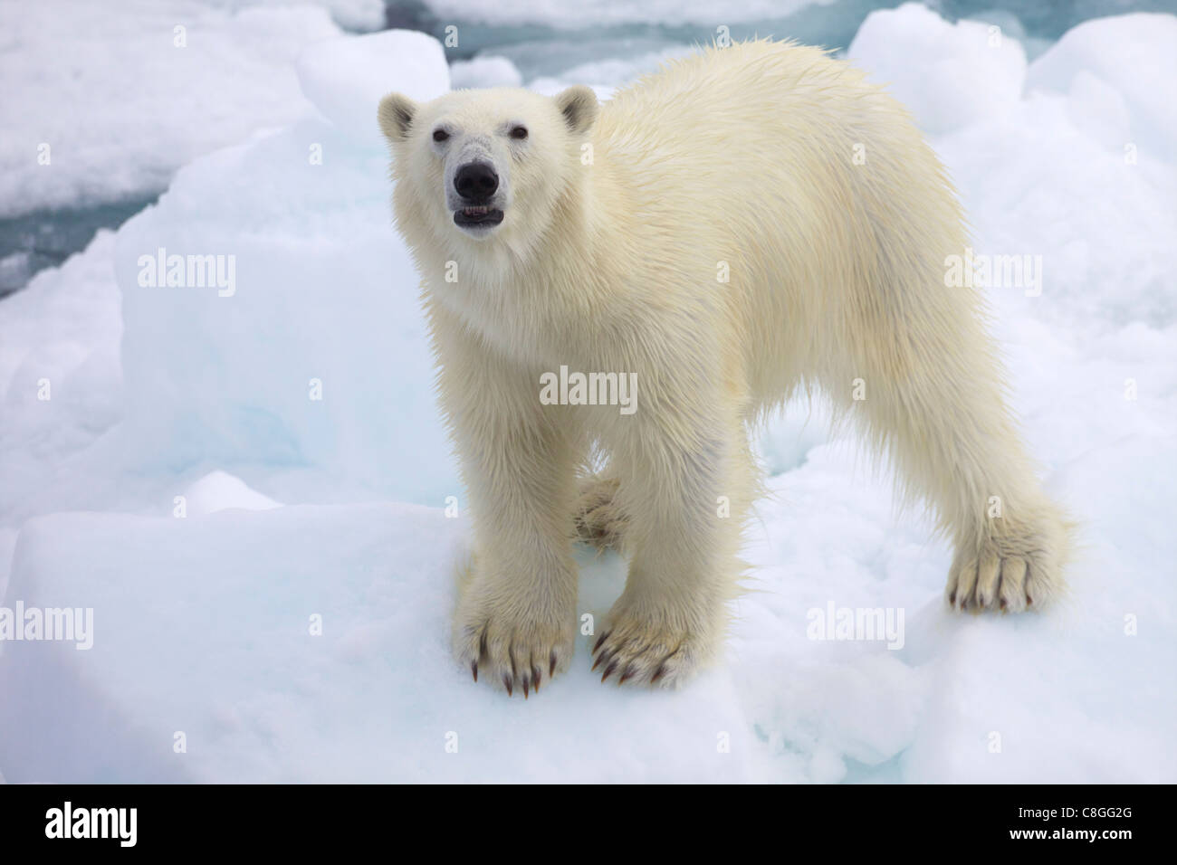 Polar bear on sea ice off coast of Spitzbergen, Svalbard, Arctic Norway, Scandinavia Stock Photo