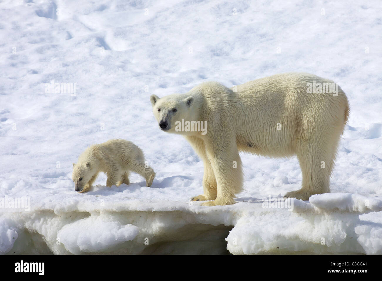 Polar bear mother and six month cub, Arctic summer, Holmiabukta, Northern Spitzbergen, Svalbard, Norway Stock Photo