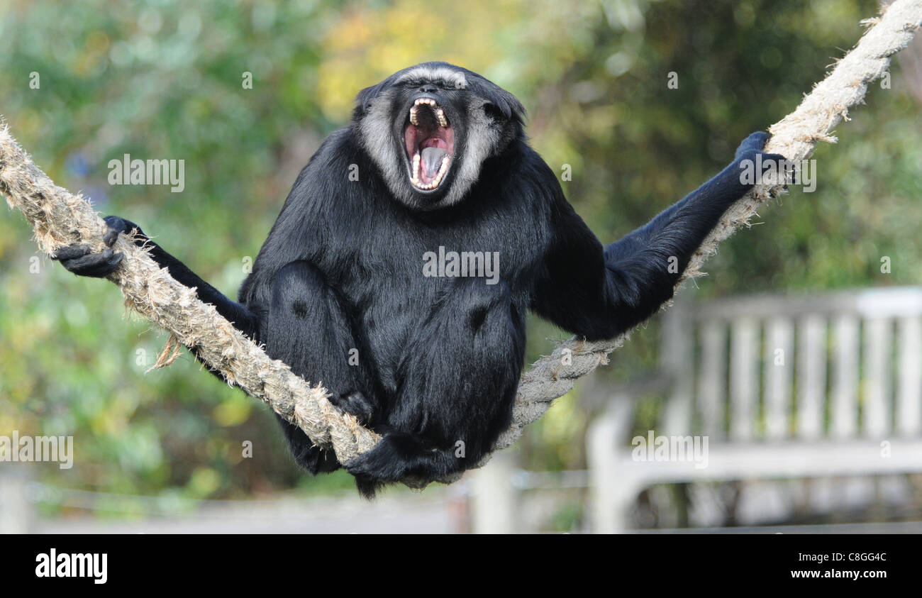 Rainforests of asia hi-res stock photography and images - Alamy