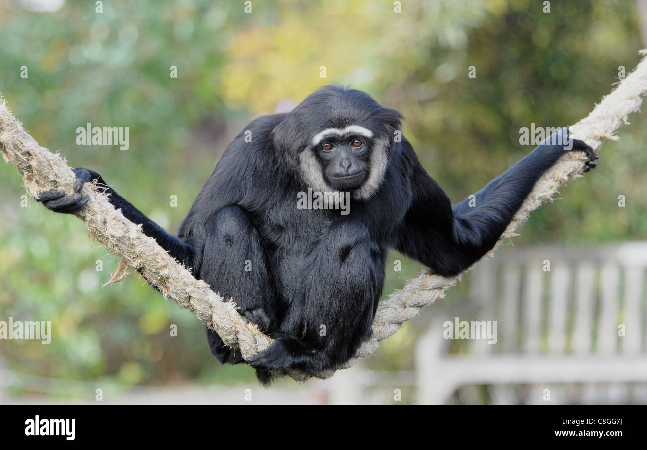 AN AGILE GIBBON FROM THE RAINFORESTS OF SOUTH EAST ASIA AT BRISTOL ZOO Stock Photo