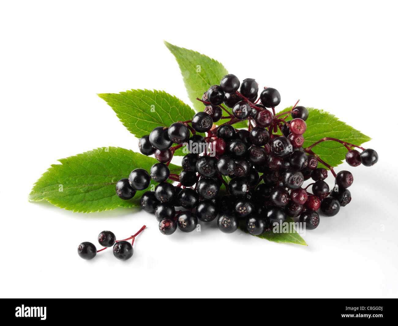 Fresh picked elder or elderberry berries fruit with leaves (Sambucus) against a white background Stock Photo