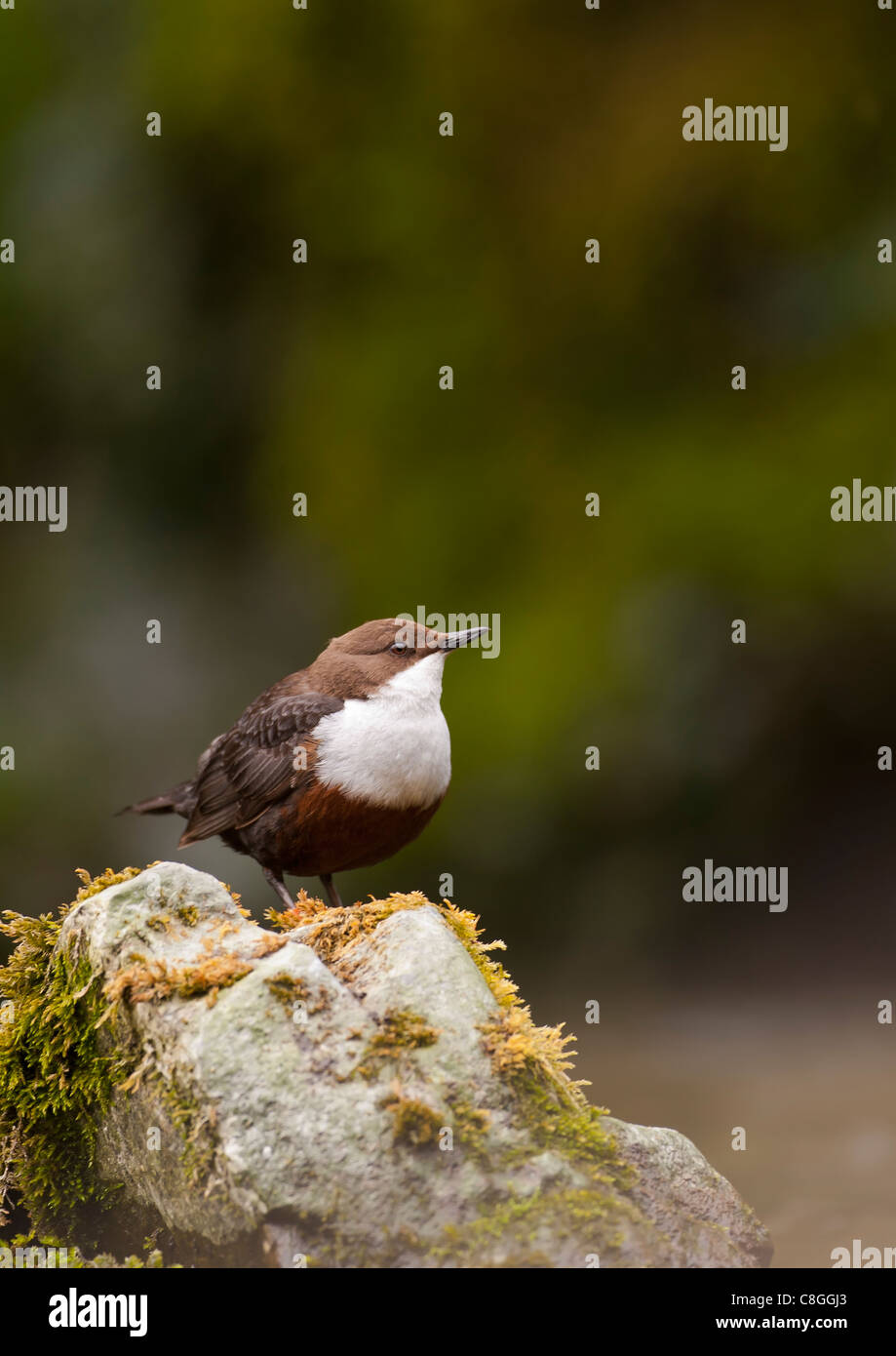Dipper sitting on rock in shallow stream Stock Photo
