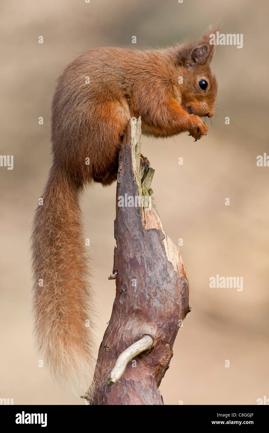 Red Squirrel on pine stump, taken in the Highlands of Scotland Stock Photo