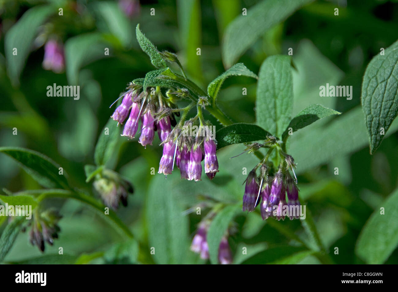 Common Comfrey (Symphytum officinalis), stalk with flowers. Stock Photo