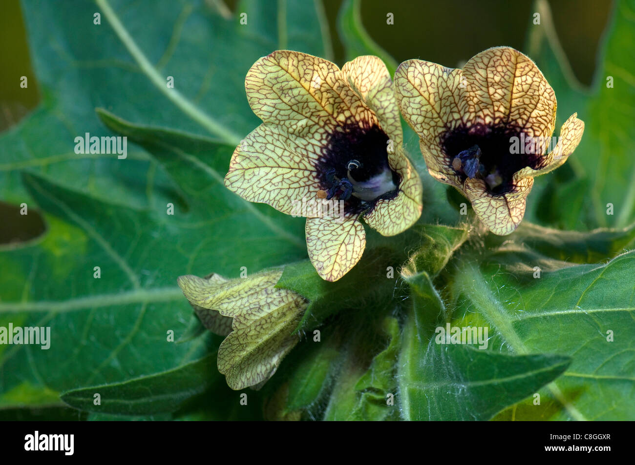 Black Henbane, Henbane (Hyoscyamus niger), flowering stalk with leaves. Stock Photo