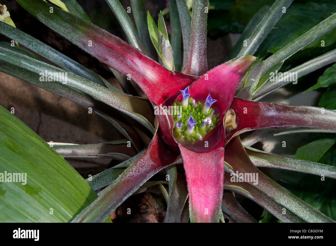 Blushing Bromeliad (Neoregelia sp.). Flowers in a little pool, formed by the leaves. Stock Photo