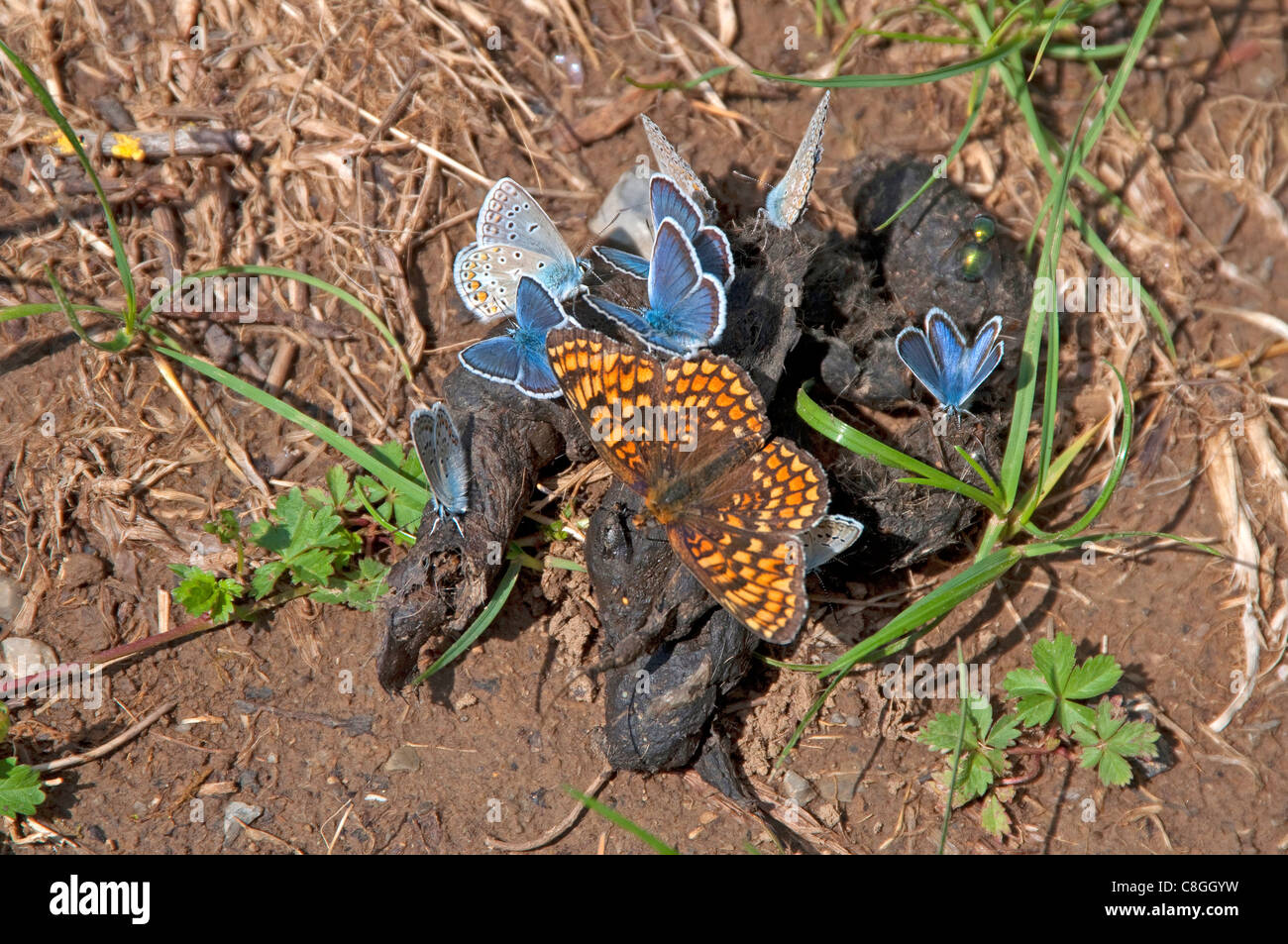 Several Blues (Lycaenidae) and a Fritillary on animal droppings. Stock Photo