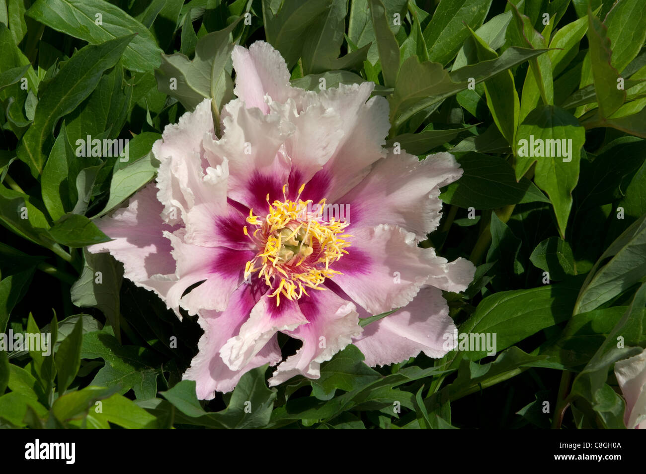 Itoh peony hi-res stock photography and images - Alamy
