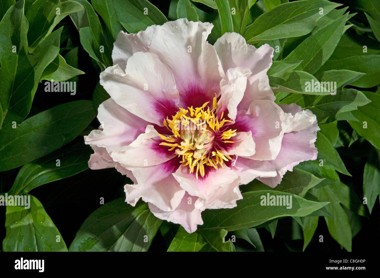 Intersectional peony hi-res stock photography and images - Alamy