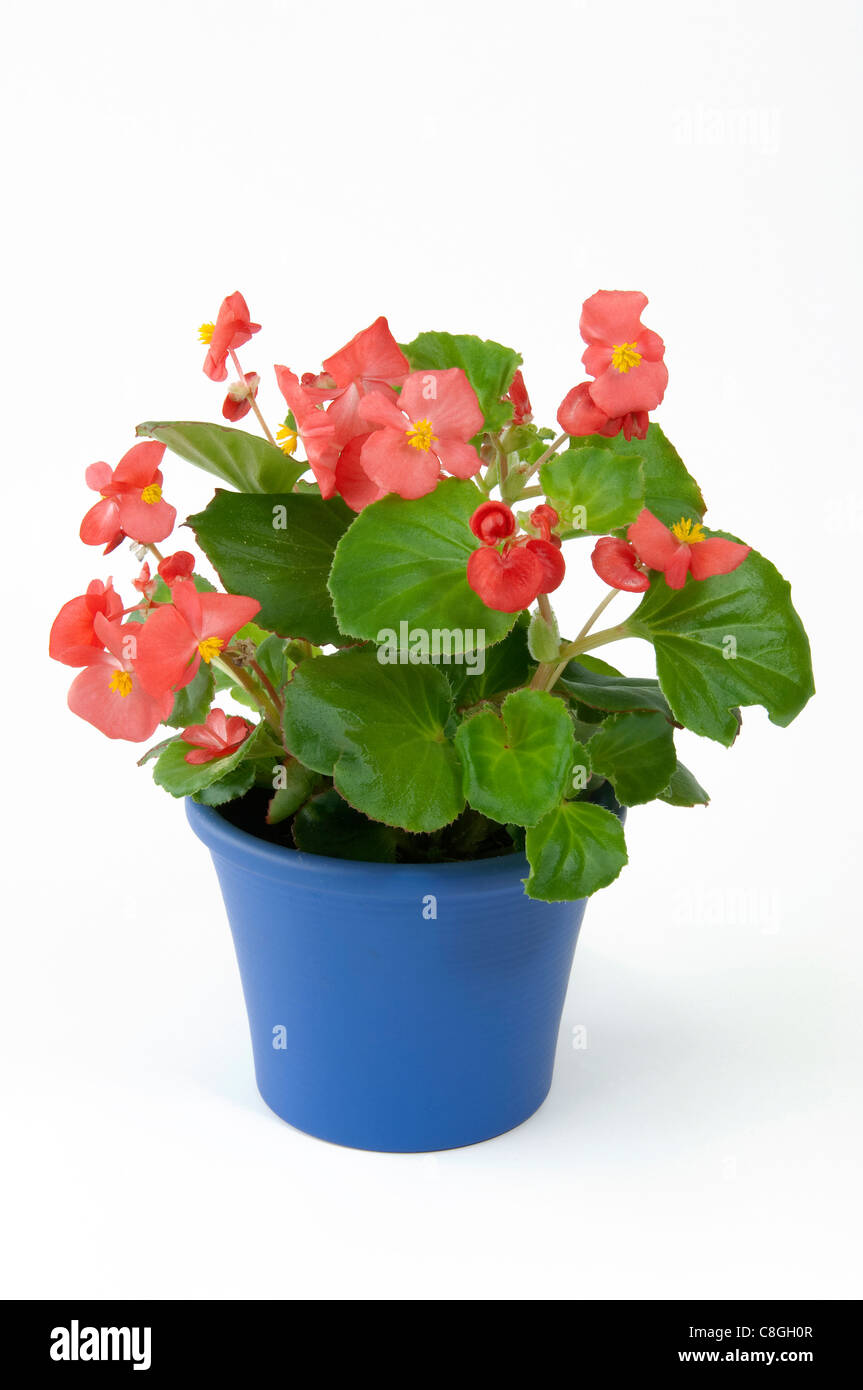 Wax Begonia, Wax-leaf Begonia (Begonia x semperfloren-cultorum), Red flowering potted plant. Stock Photo