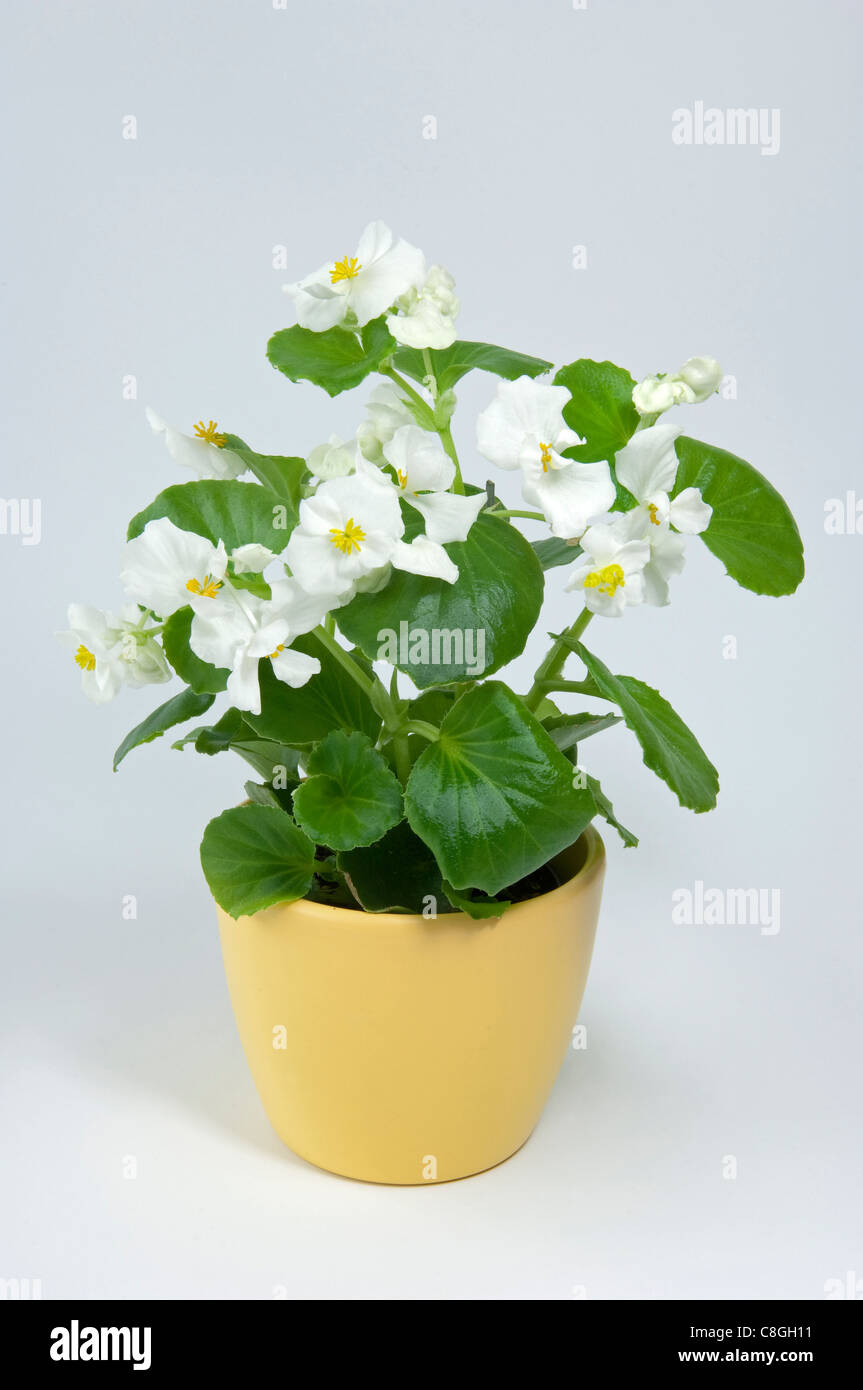 Wax Begonia, Wax-leaf Begonia (Begonia x semperfloren-cultorum), White flowering potted plant Stock Photo