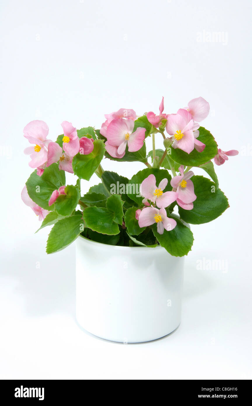 Wax Begonia, Wax-leaf Begonia (Begonia x semperfloren-cultorum), Pink flowering potted plant Stock Photo