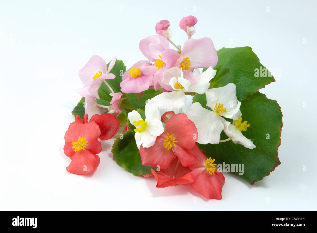 Wax Begonia, Wax-leaf Begonia (Begonia x semperfloren-cultorum). Flowering stems of different colors. Stock Photo