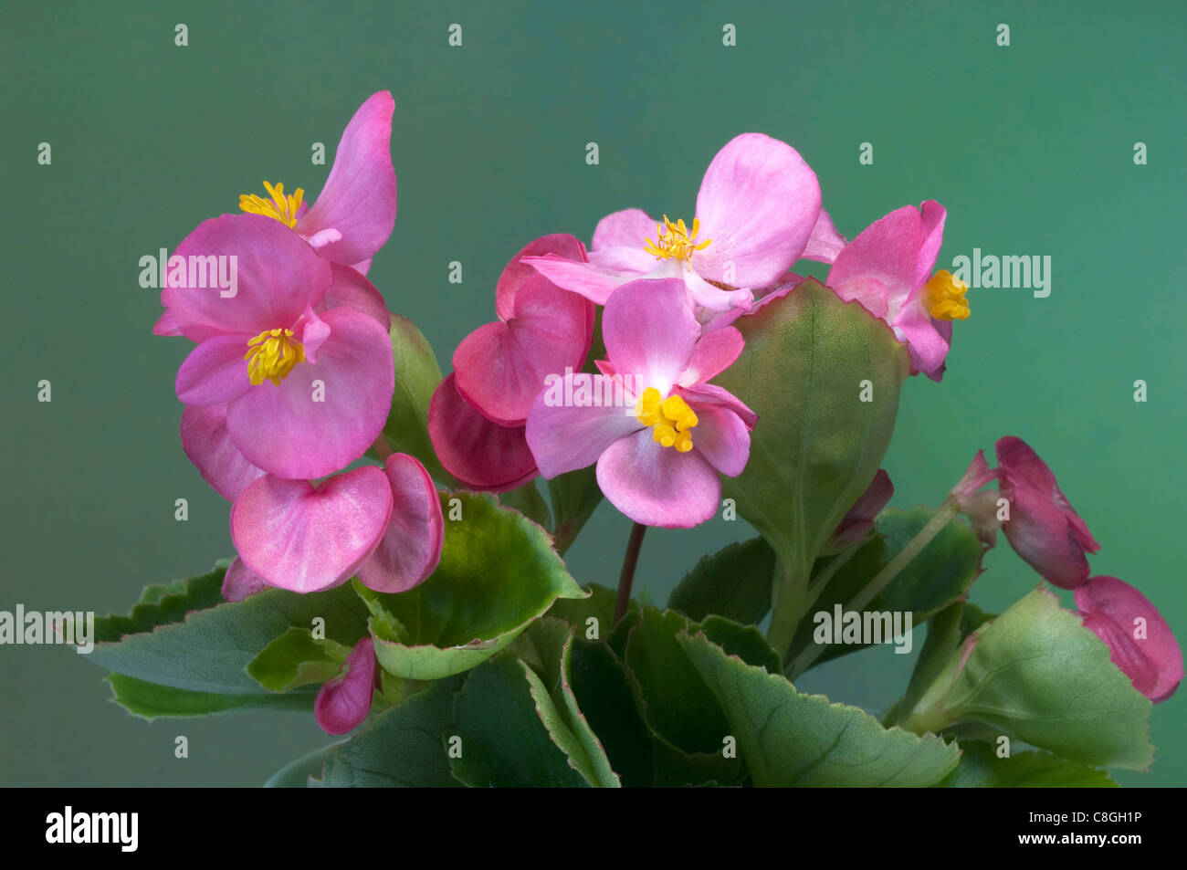 Wax Begonia, Wax-leaf Begonia (Begonia x semperfloren-cultorum), pink flowering plant. Stock Photo