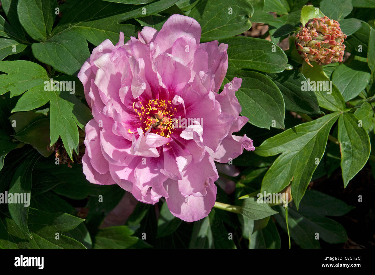 Intersectional Peony, Itoh Peony (Paeonia First Arrival), flower. Stock Photo