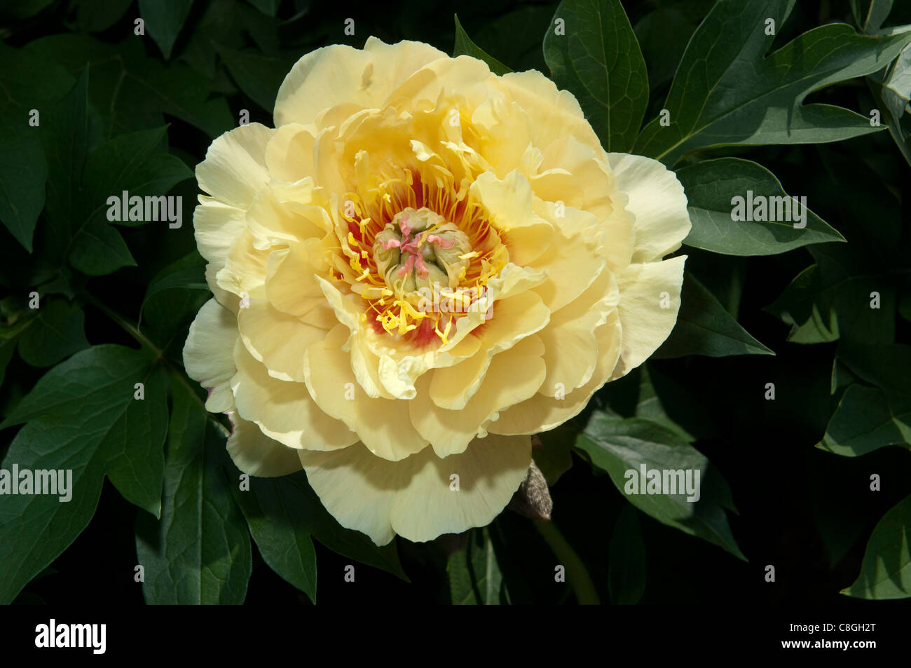 Intersectional Peony, Itoh Peony (Paeonia Garden Treasure), flower. Stock Photo