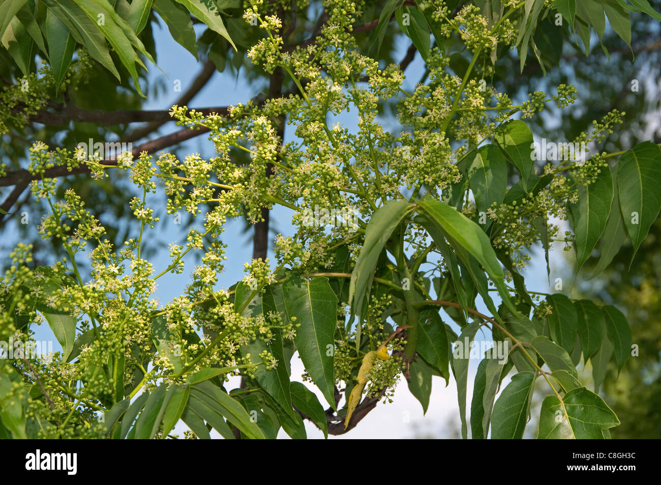Tree of Heaven (Ailanthus altissima), flowering twigs. Stock Photo