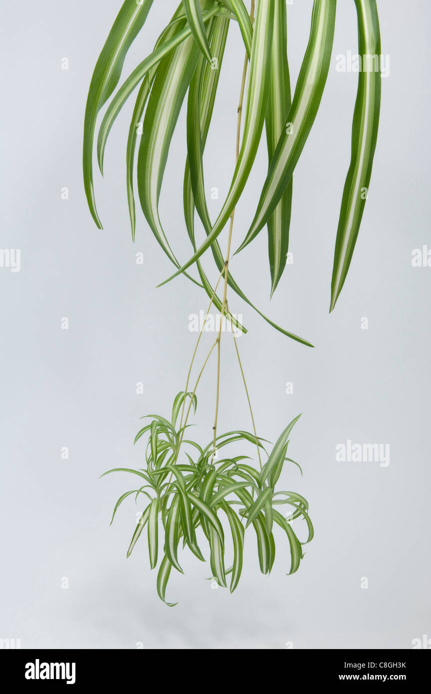 Spider Plant (Chlorophytum comosum), stolons with plantlets. Stock Photo