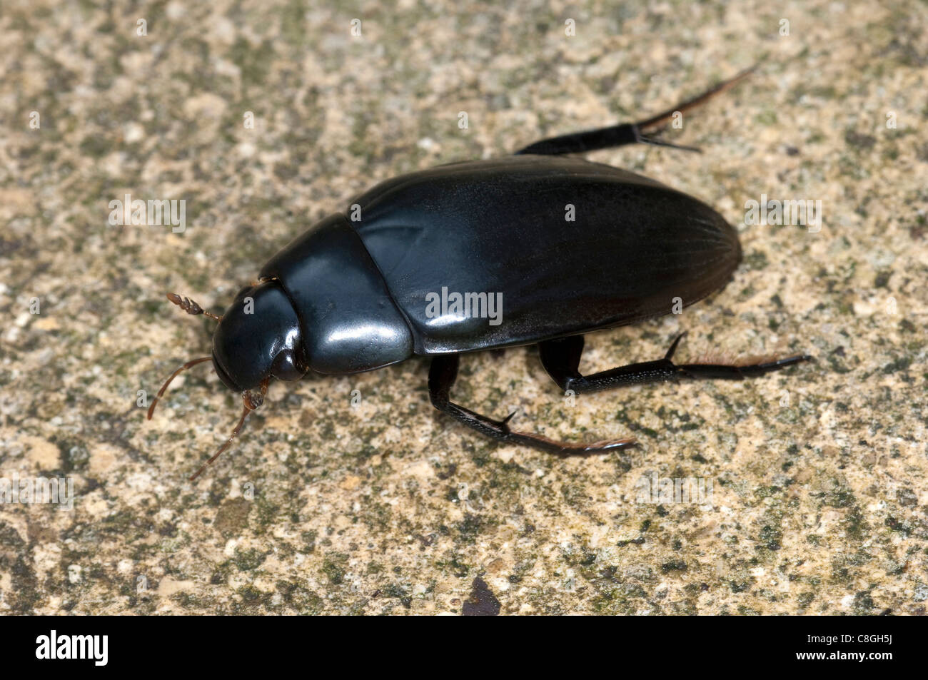 Great Silver Water Beetle (Hydrous piceus), adult on a rock. Stock Photo