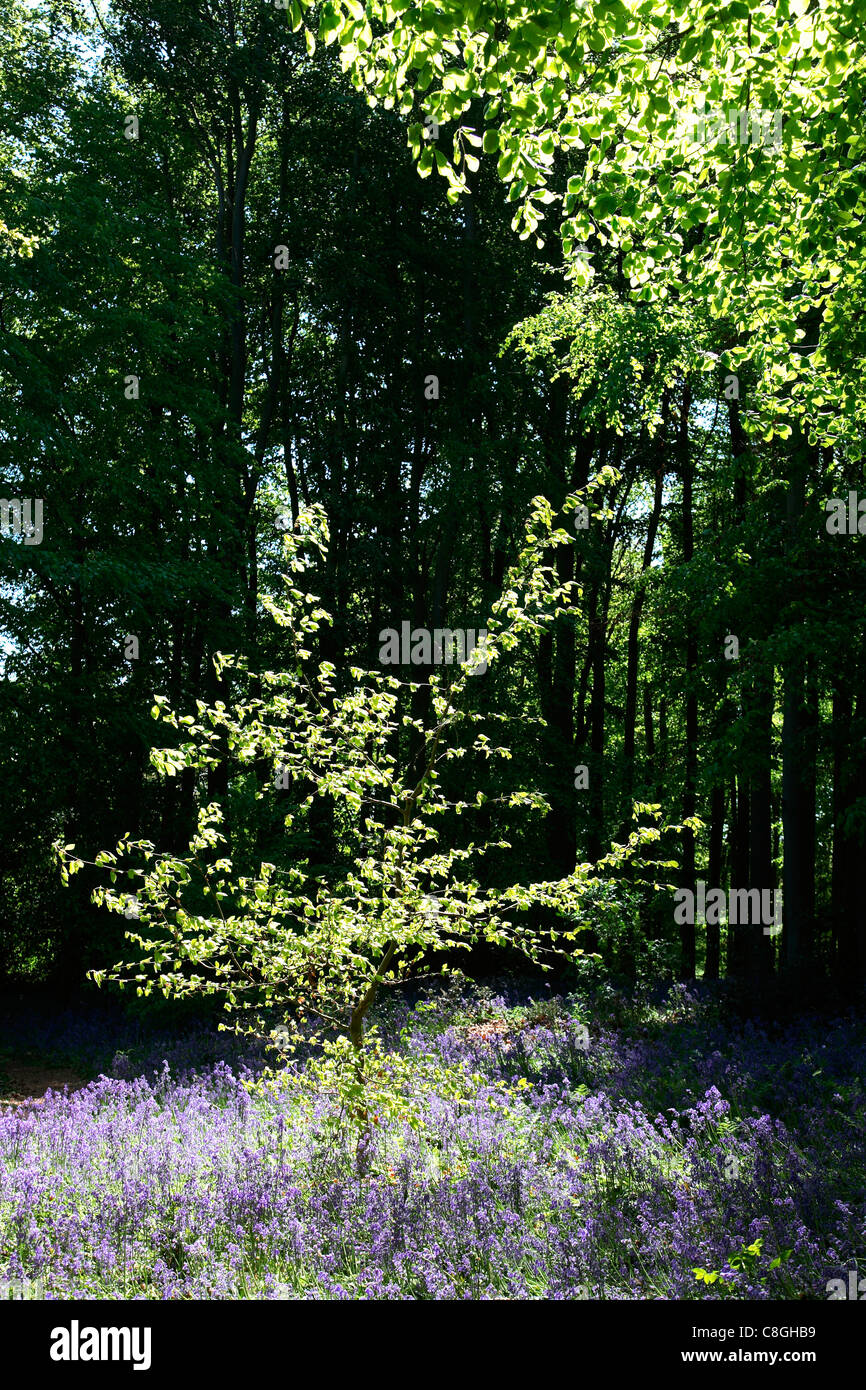 Coton Manor Gardens bluebells Stock Photo