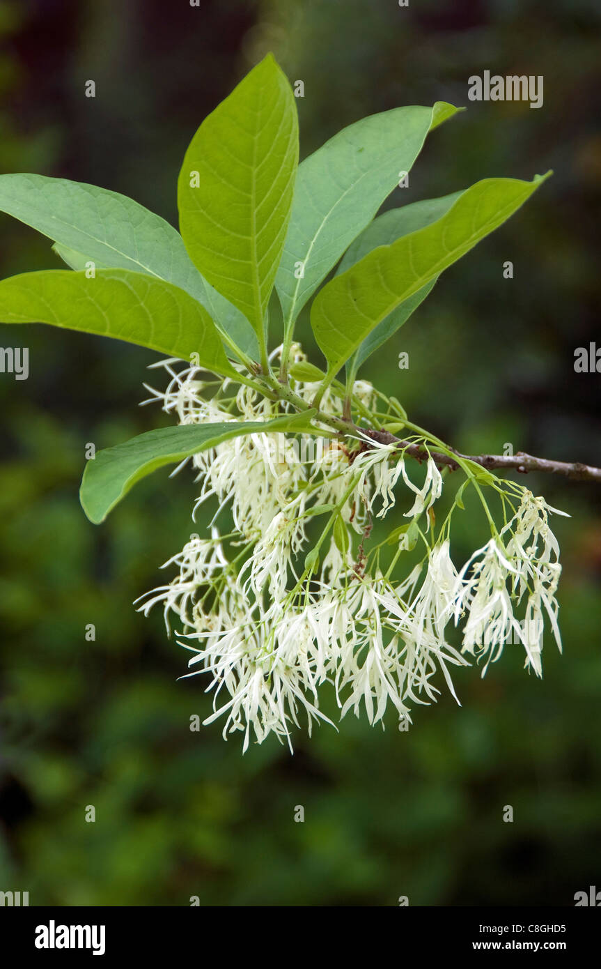 White Fringetree (Chionanthus virginicus), flowering twig. Stock Photo