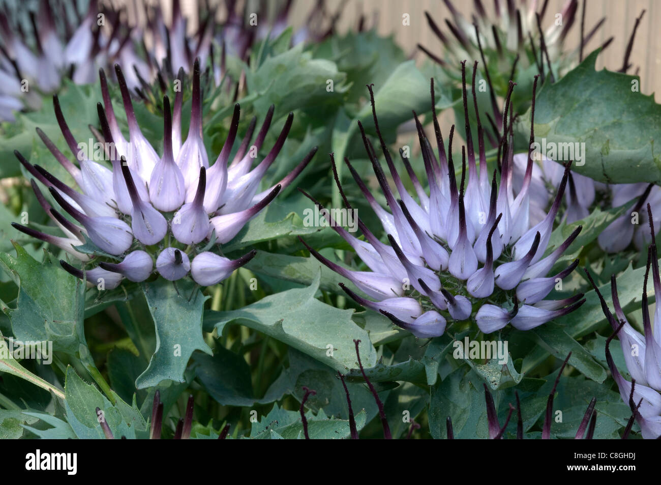 Tufted Horned Rampion (Physoplexis comosa), clusters of spiky flowers