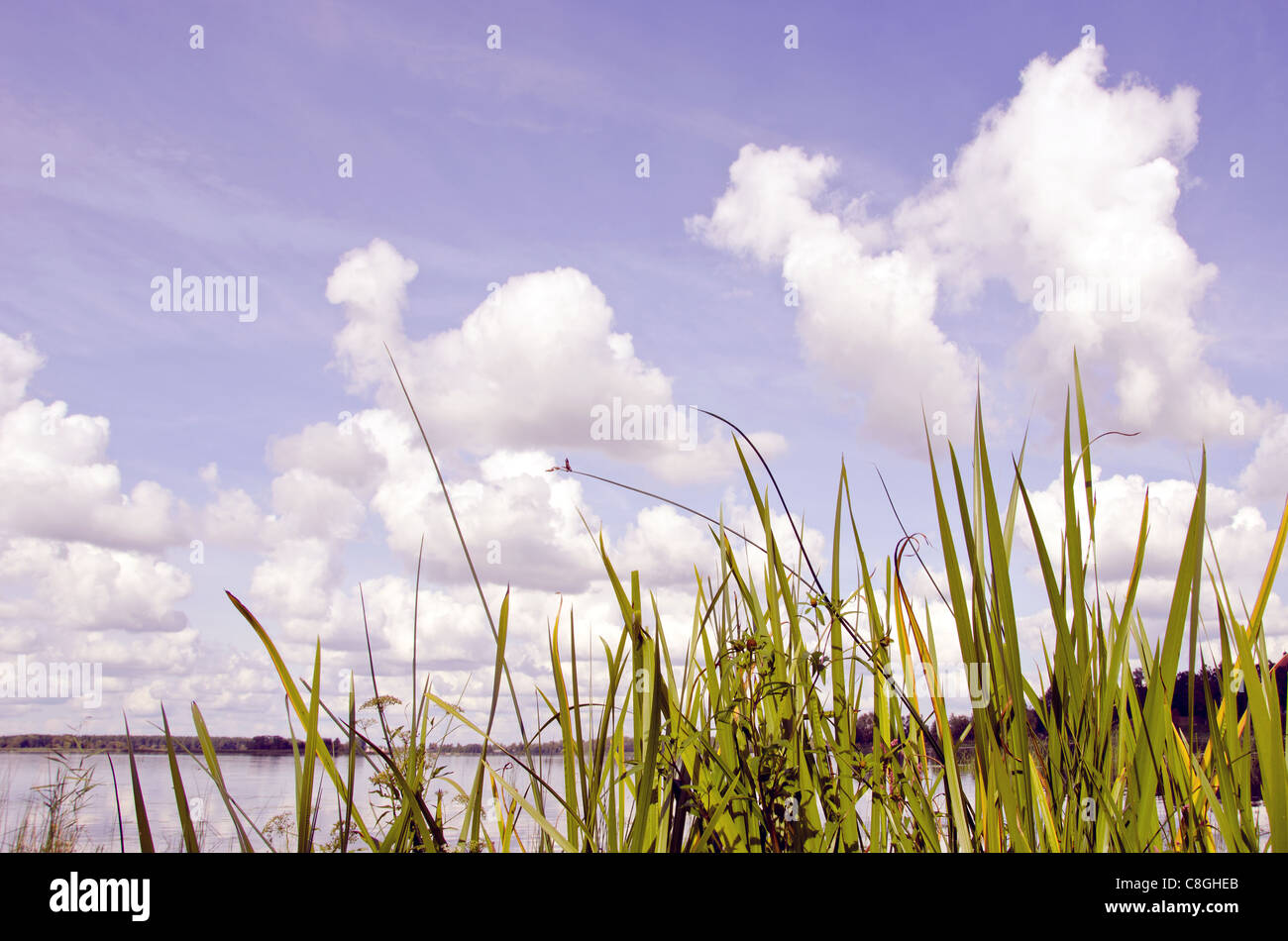 Glimpse of the lake and cloudy sky over the lake shore plants. Stock Photo