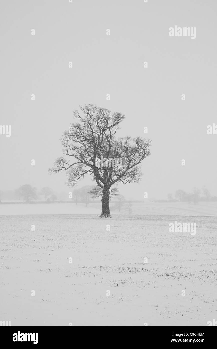 Solitary tree in a field Black and White Stock Photos & Images - Alamy