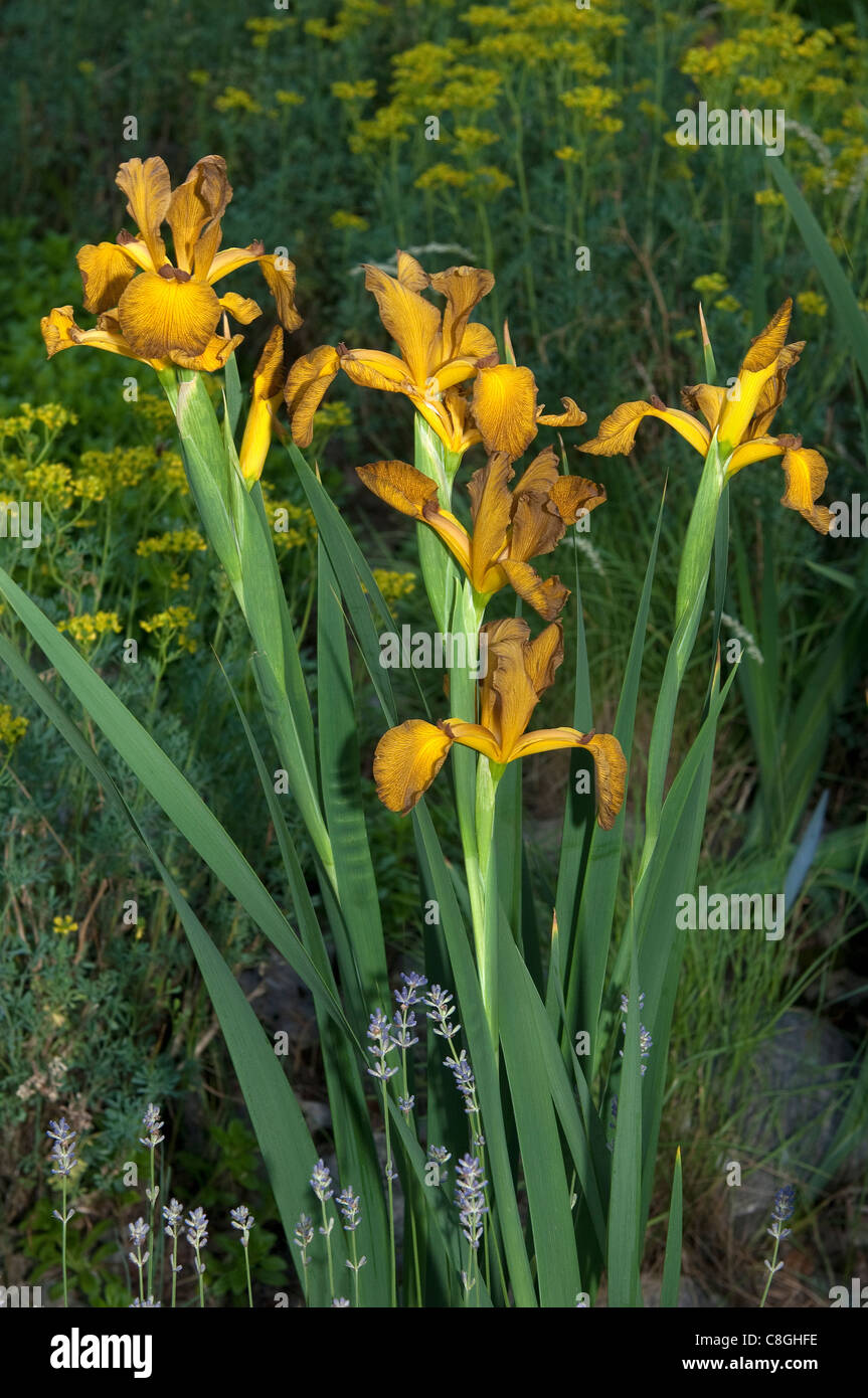 Spuria Iris (Iris spuria Imperial Bronze), flowering. Stock Photo
