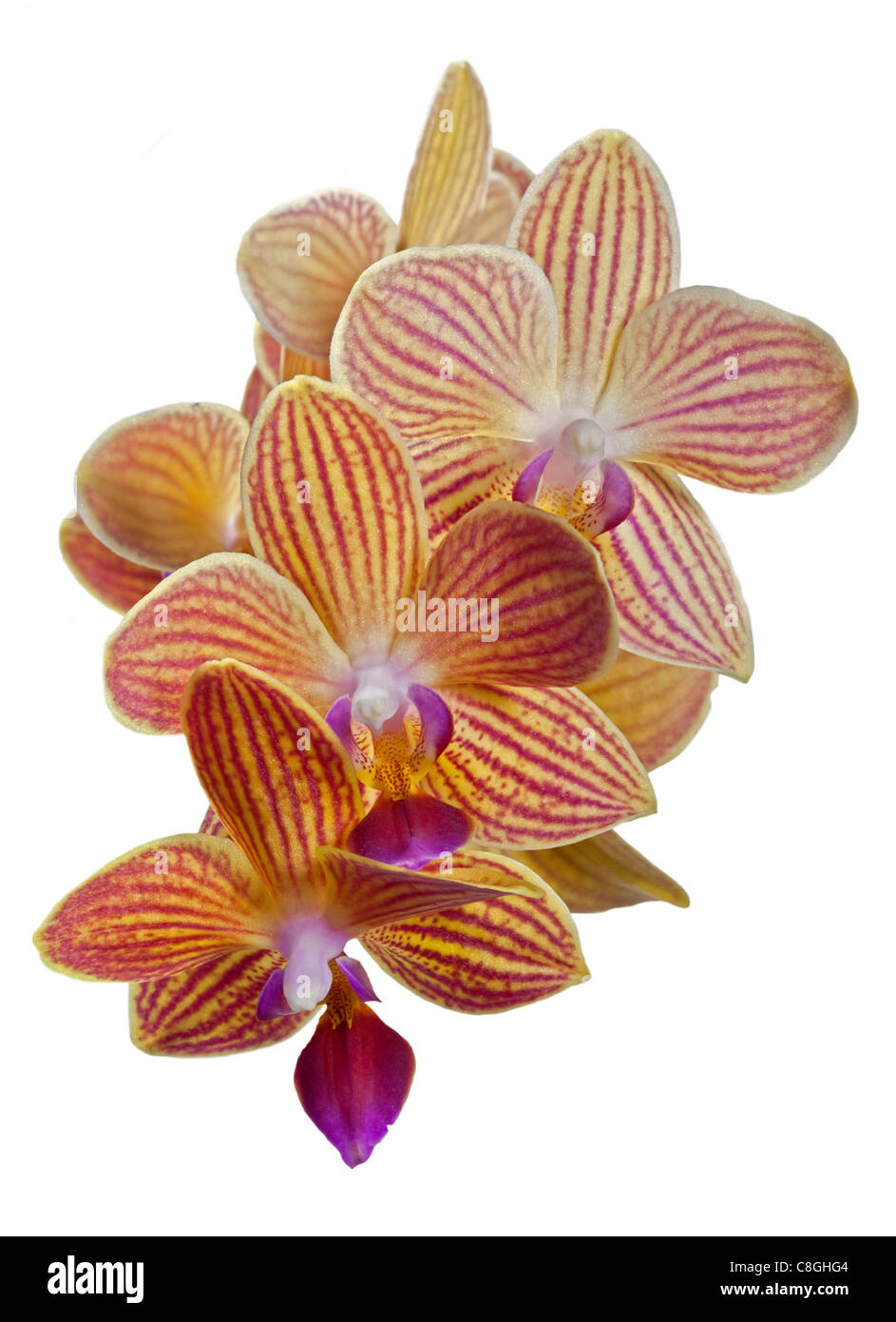 Phalaenopsis Orchid (Moth Orchid) Stock Photo