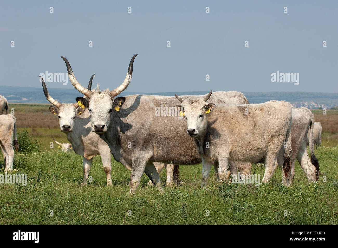 Domestic cattle, breed: Hungarian Steppe (Bos primigenius, Bos taurus). Several individuals of different age Stock Photo