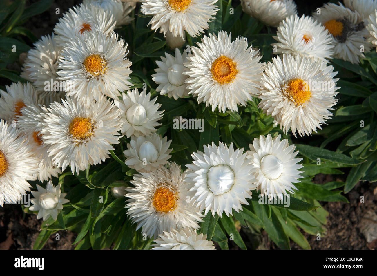 Strawflower (Bracteantha bracteata Dreamtime Jumbo Pure White), flowers. Stock Photo