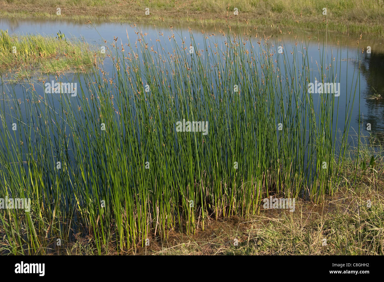 Common Tule (Schoenoplectus lacustris), stand at a pond. Stock Photo