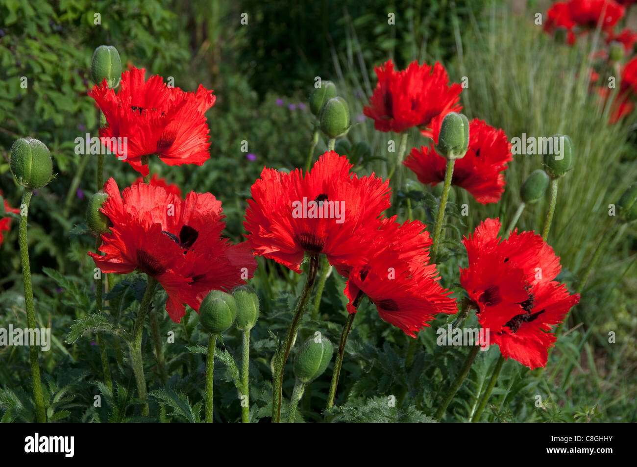 Oriental Poppy (Papaver orientale), flowers. Stock Photo