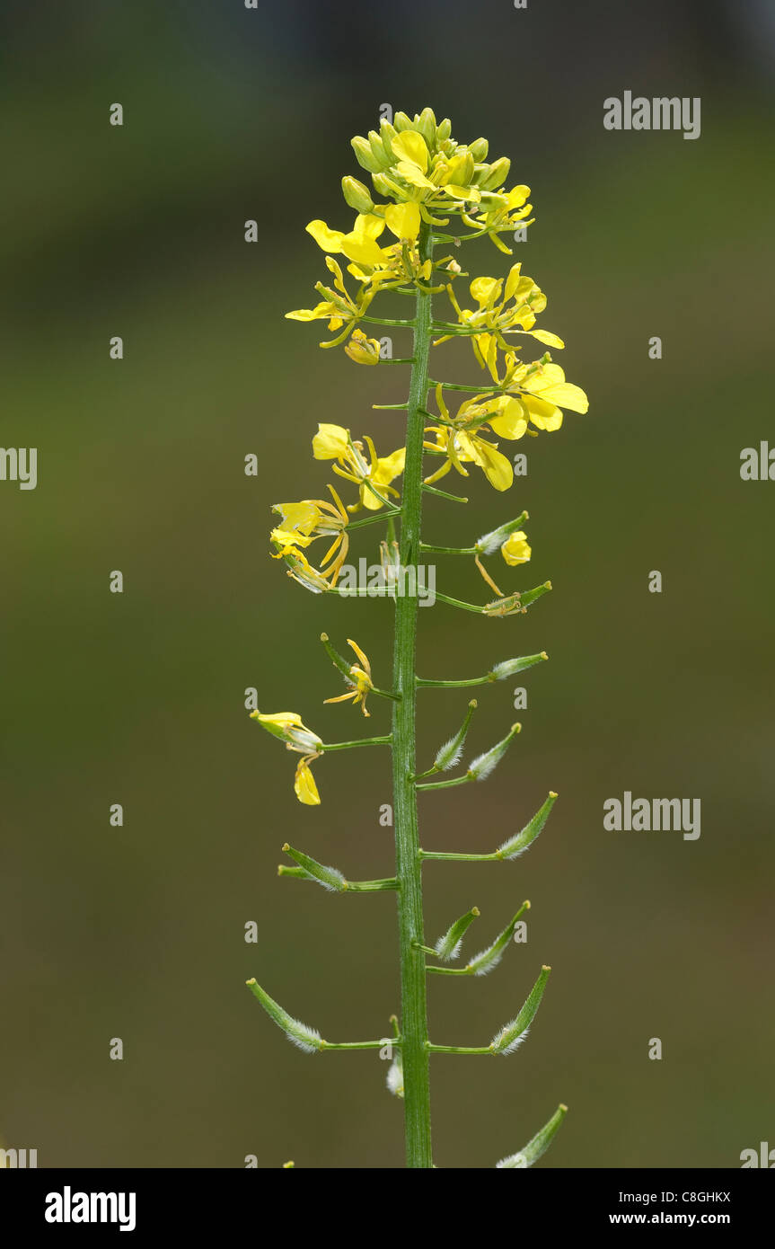 White Mustard (Brassica alba, Sinapis alba), flowers and seeds Stock