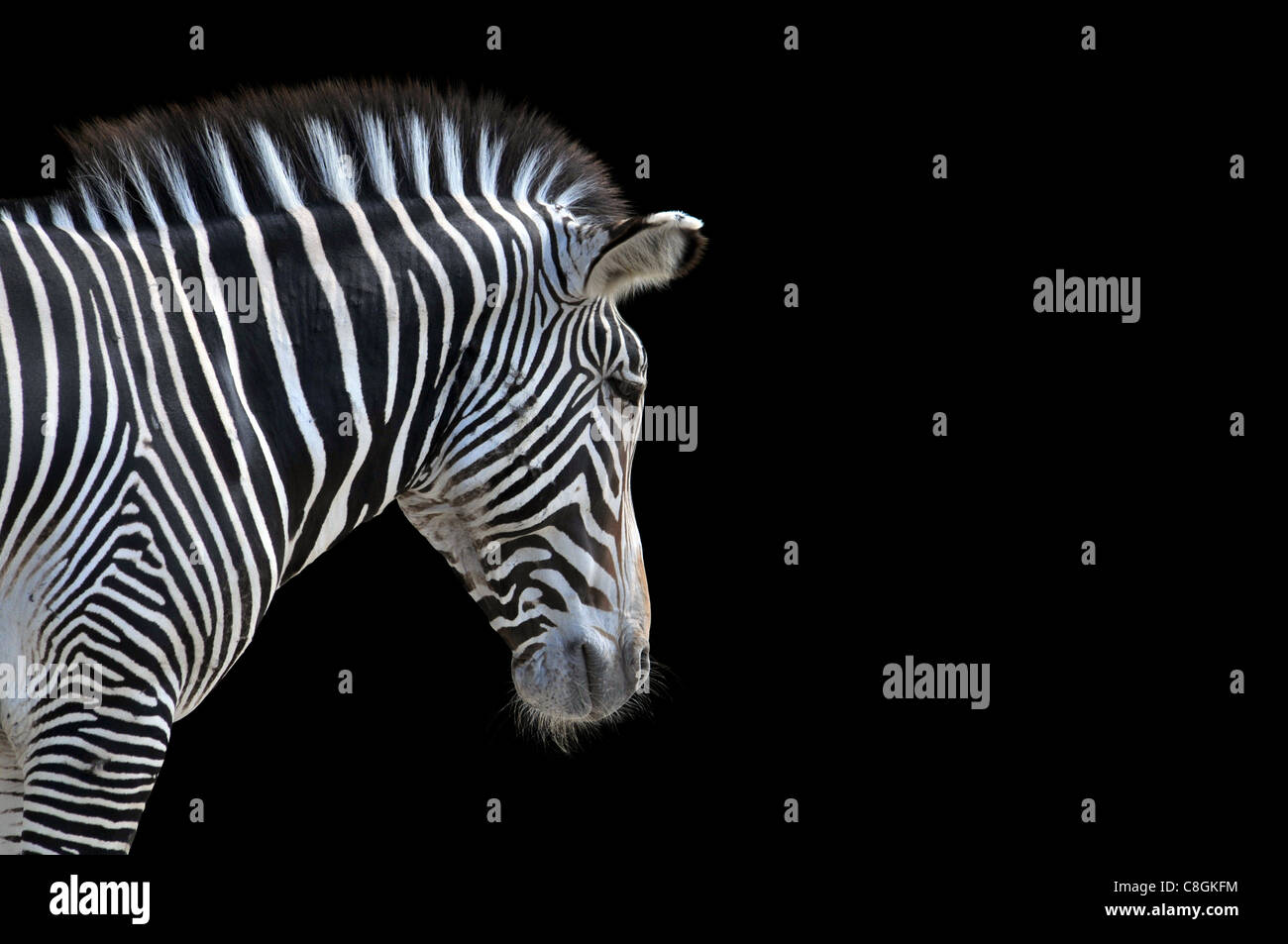Portrait of Zebra isolated on a black background with space for text ...
