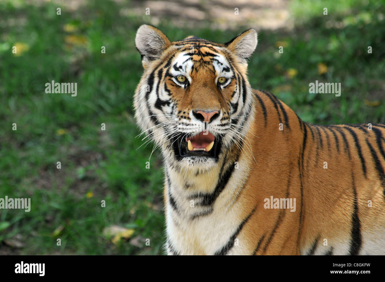 Portrait of Tiger with background out of focus Stock Photo