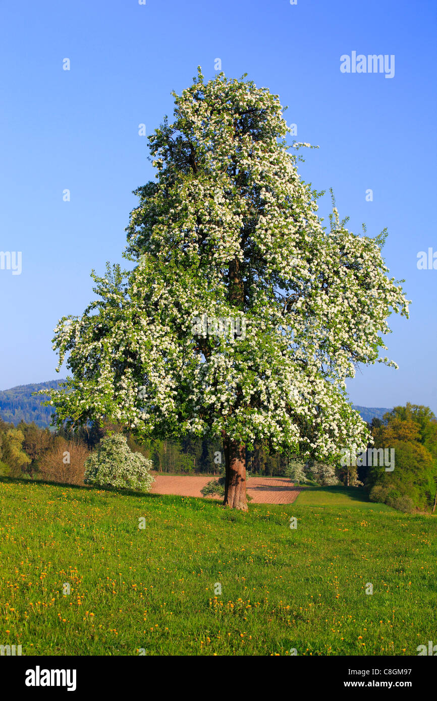 Agrarian, tree, pear tree, pear, pears, blossom, flourish, flower, splendour, field, flora, spring, crowfoot, buttercup, sky, po Stock Photo