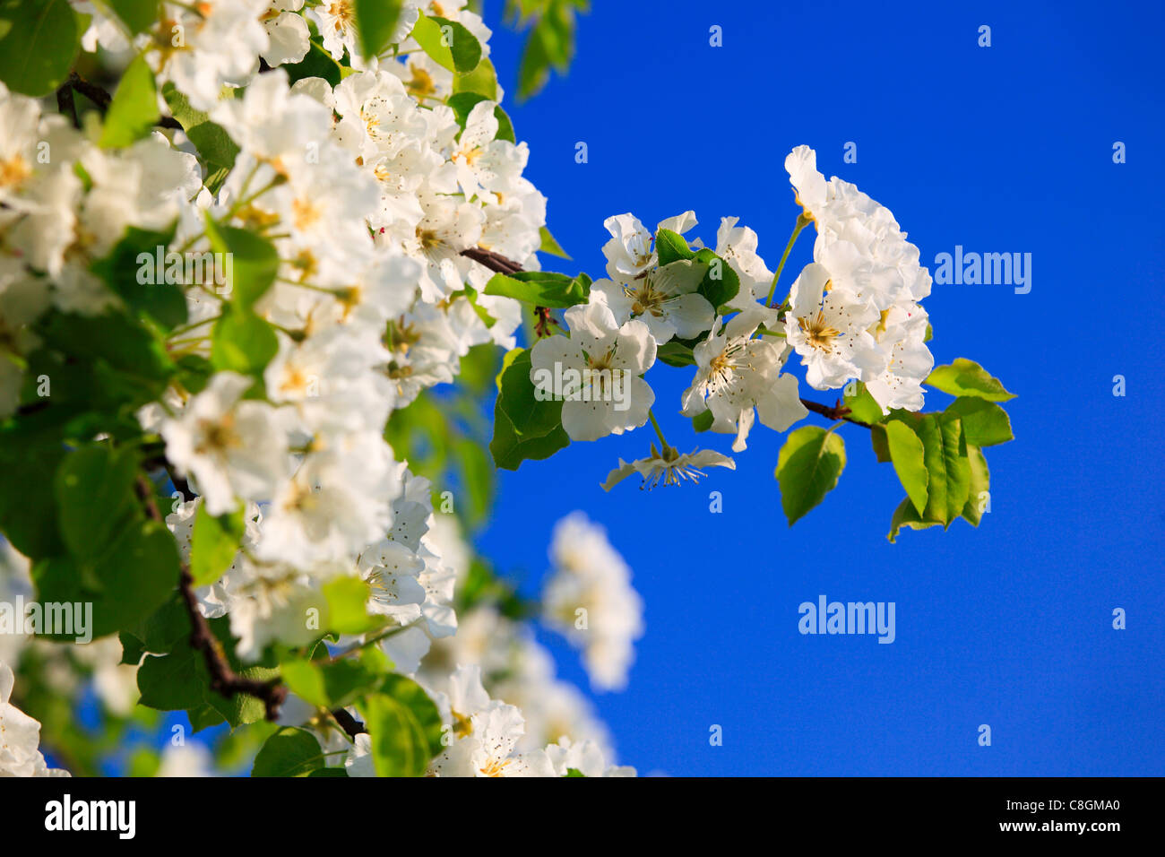 Agrarian, branch, knot, tree, pear tree, pear, pears, leaves, blossom, flourish, flower, splendour, detail, flora, spring, sky, Stock Photo