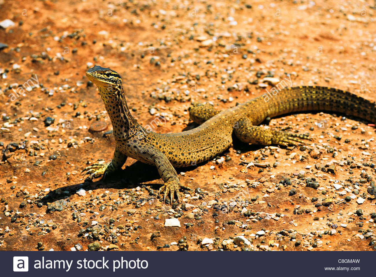 pet supplies plus muzzle