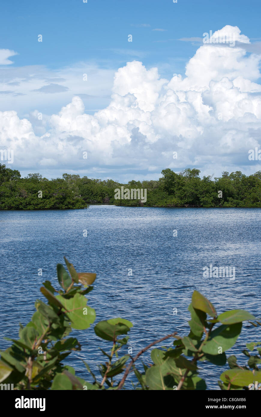 Everglades swamps (2011 Stock Photo - Alamy