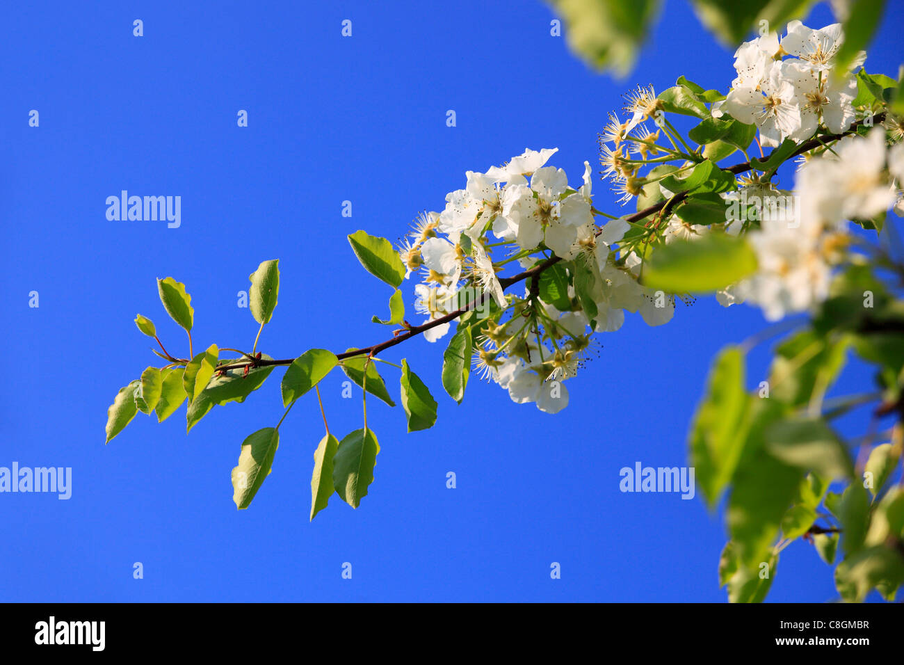 Agrarian, branch, knot, tree, pear tree, pear, pears, leaves, blossom, flourish, flower, splendour, detail, flora, spring, sky, Stock Photo