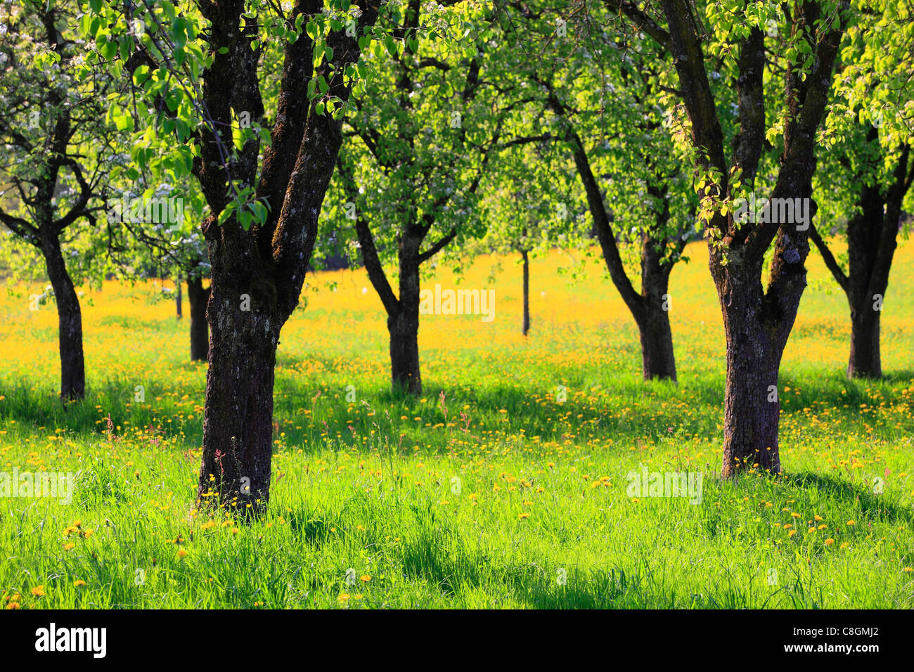 Agrarian, everything, tree, trunk, pear tree, pear, pears, blossom, flourish, flower, splendour, field, flora, spring, group, cr Stock Photo