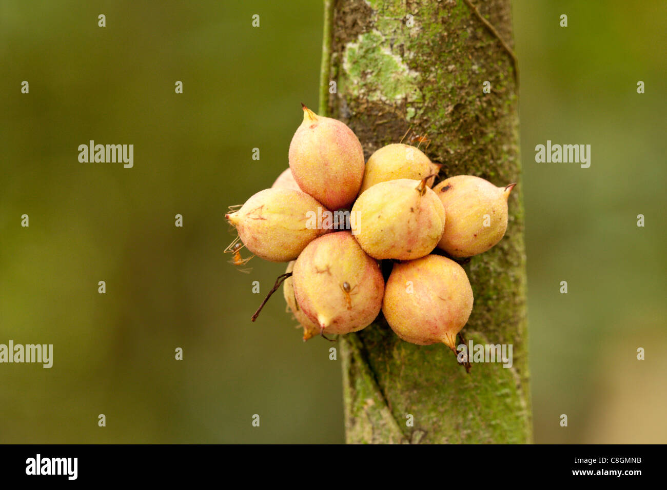Ants on figs fruiting from trunk of Ficus tree, Sabah ...