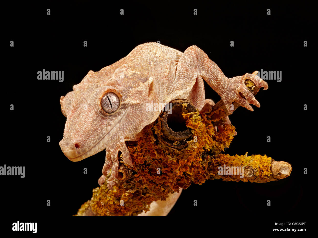 Gargoyle Gecko or New Caledonian Bumpy Gecko Rhacodactylus auriculatus Stock Photo
