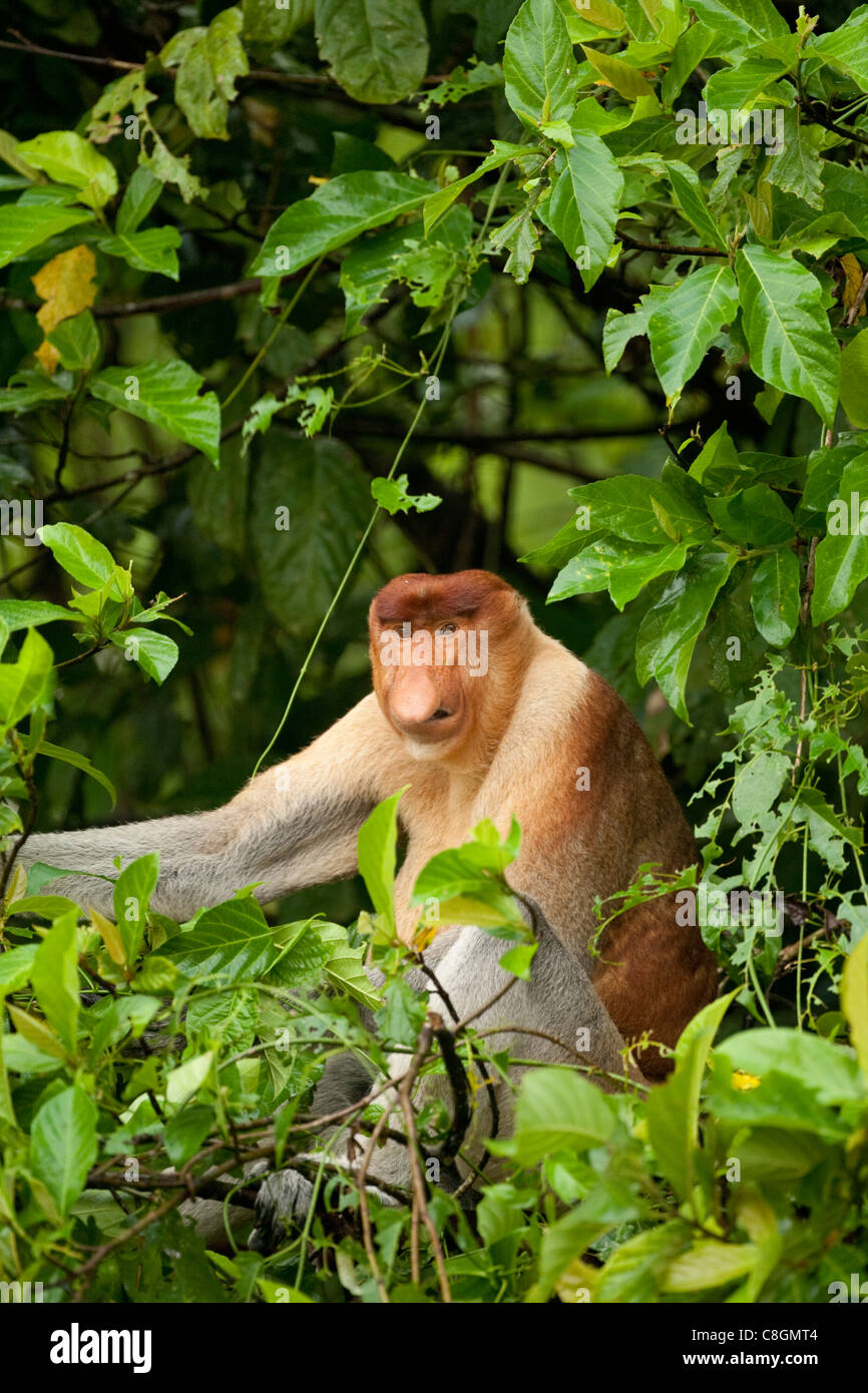 Proboscis monkey Nasalis larvatus eating leaves, Kinabatangan, Sabah, Borneo, Malaysia Stock Photo