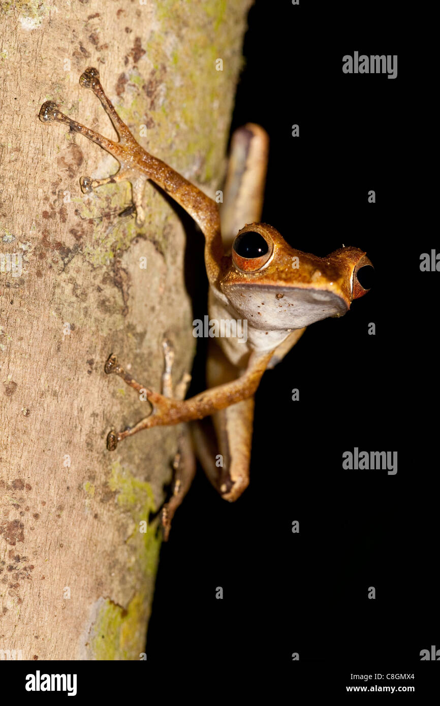 Collett's tree frog Polypedates colletti, Kinabatangan, Sabah, Borneo, Malaysia Stock Photo