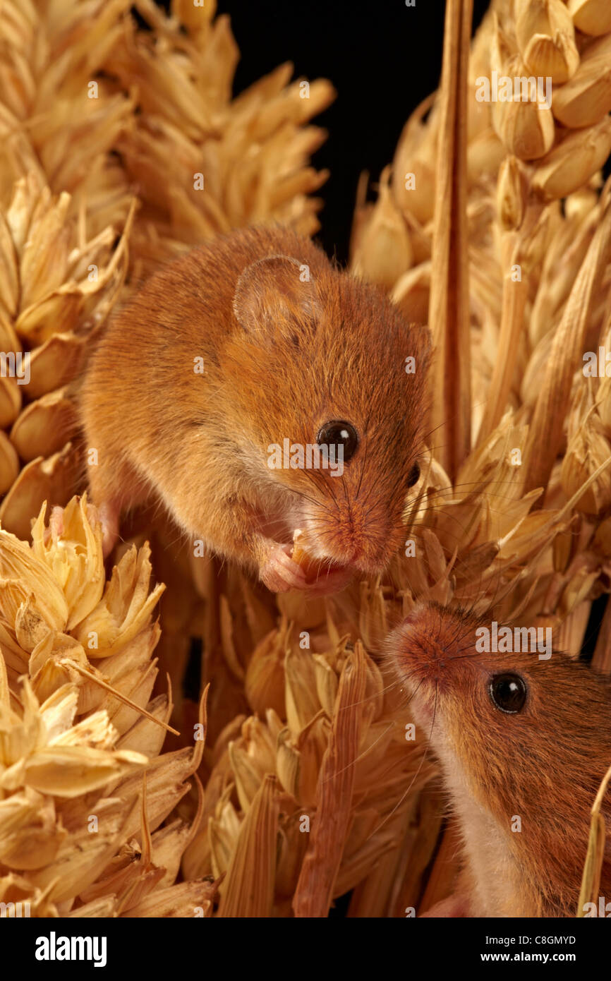 Pair of harvest mice on wheat Micromys minutus Stock Photo